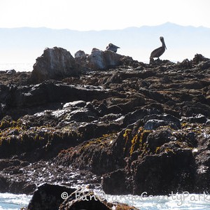 Pelican