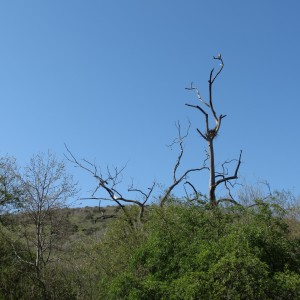 Los Olivos