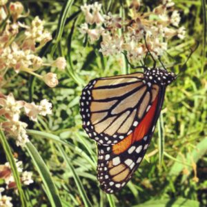 Monarch butterfly