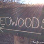 redwoods