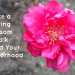 spring-blossom-featured