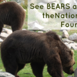 bears-featured