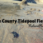 tidepool field trips in orange county